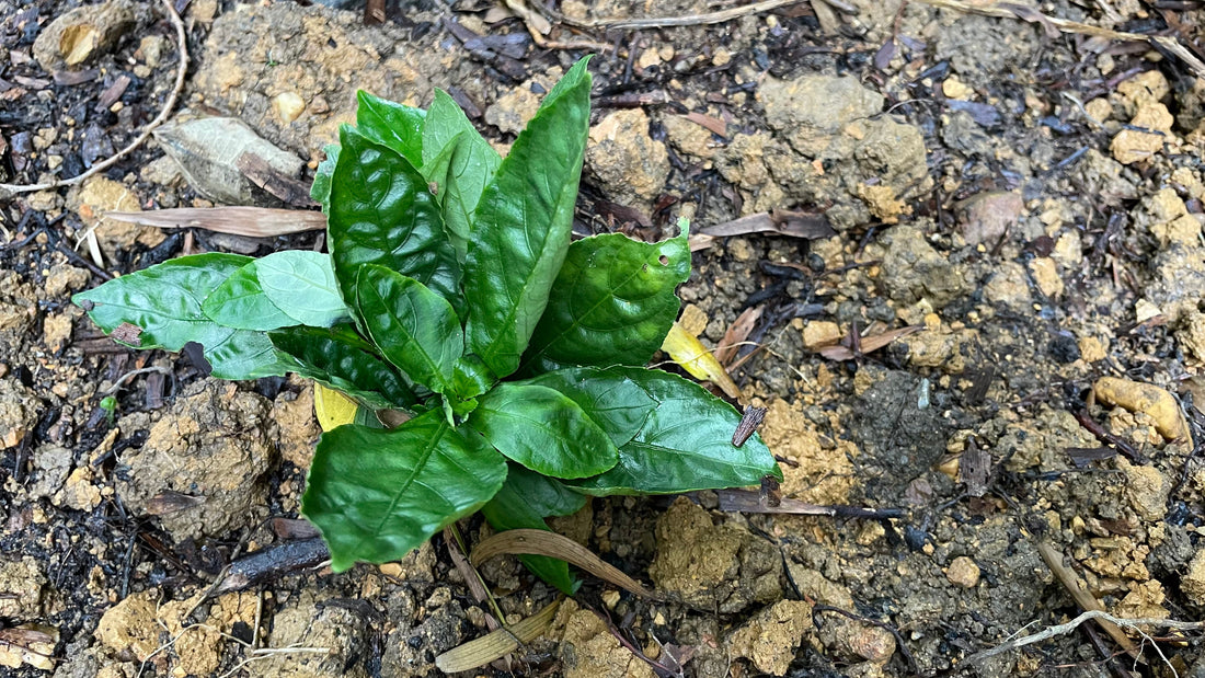 琉球藍とは？